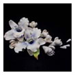 Букет цветов “Белые орхидеи” 