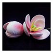 Тюльпаны из мастики розовые 