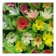 Кондитерские цветы “Кактусы на трилистнике” 
