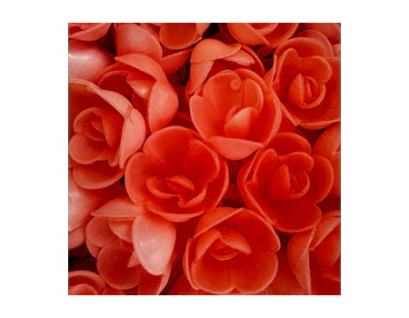 Вафельные цветы “Большие красные розы” (13071RD) 